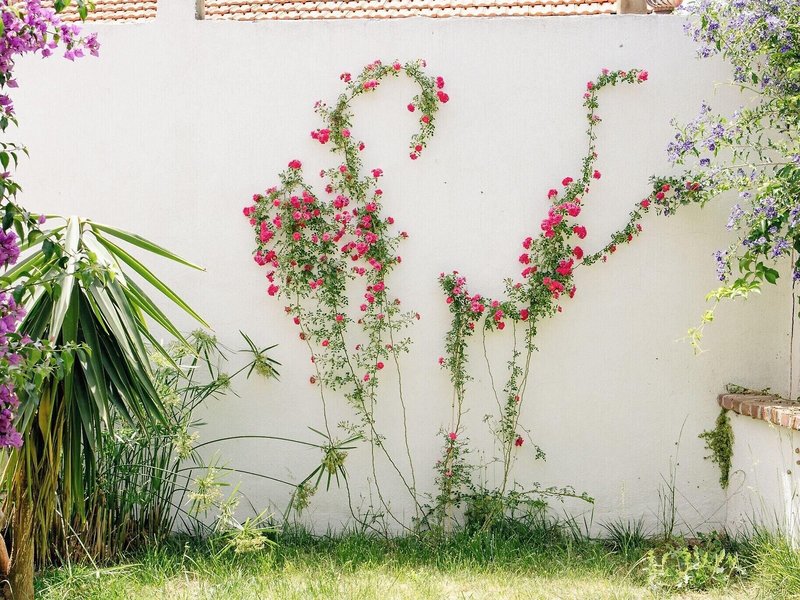 Cunda Ilios in Cunda Adasi, Izmir Landschaft