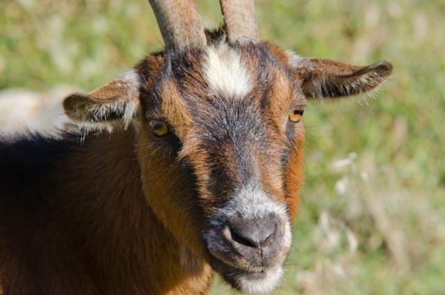 Tiere