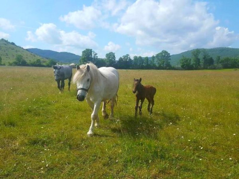 House Jovica in Vrhovine, Zadar (Kroatien) Landschaft
