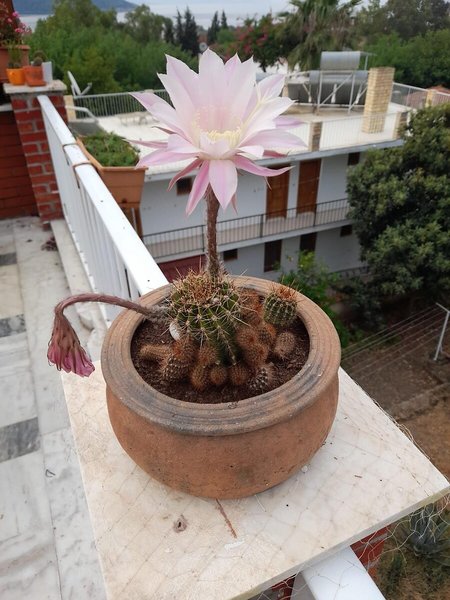 Akdeniz Hotel in Köycegiz, Dalaman Terrasse