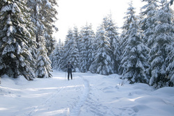 Winterskigebiete Deutschlands - Harz, Winter, Ski, Langlauf, Schnee, Tannen.