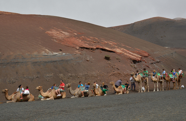 Vulkan Lanzarote - Die Vulkaninsel Lanzarote - Feuerberg, Nationalpark, lanzarote, Kamel, Kamele, Spanien, Kanaren.